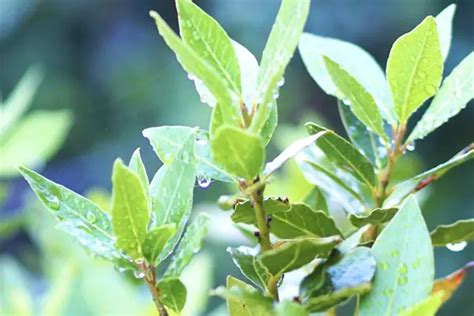 福木 風水|01 庭木選びで運気が上がる？「縁起の良い木」をご紹介